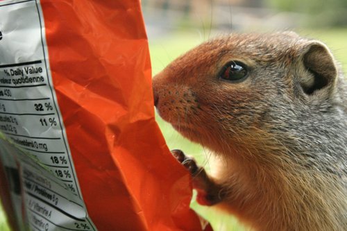 ������ ������