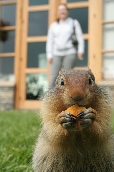 ������ ������