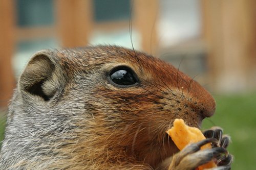 ������ ������