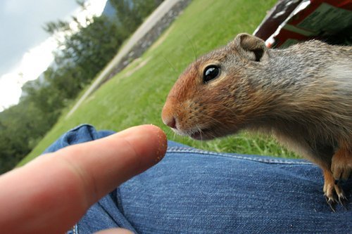 ������ ������