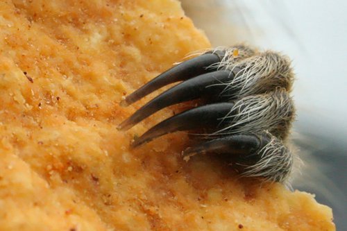 ������ ������