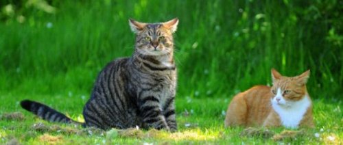 ������� �����