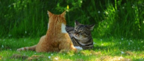 ������� �����