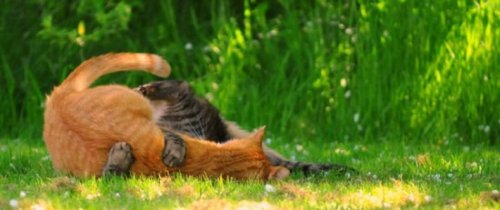 ������� �����