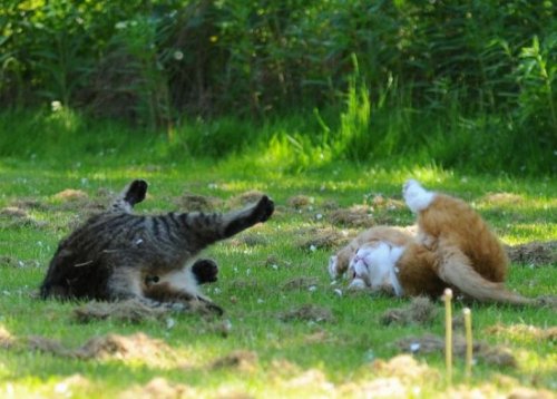 ������� �����