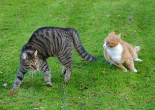 ������� �����