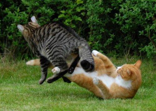 ������� �����