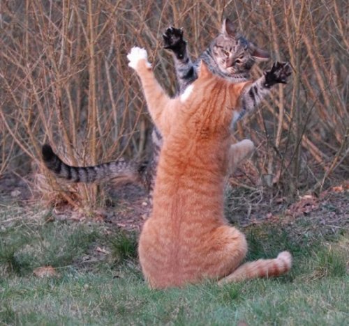 ������� �����