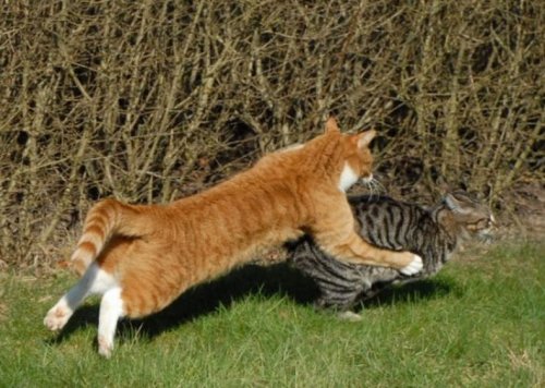 ������� �����