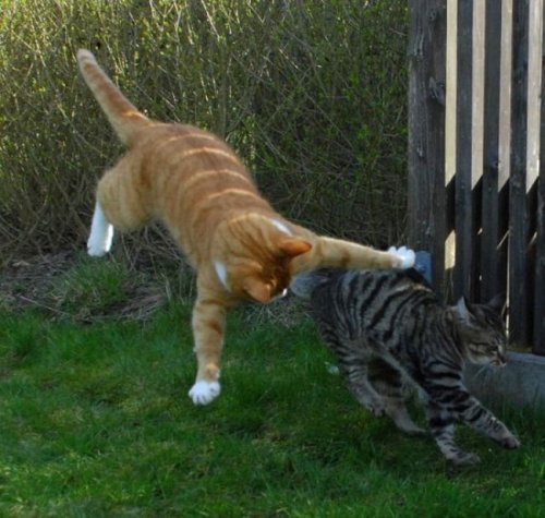 ������� �����