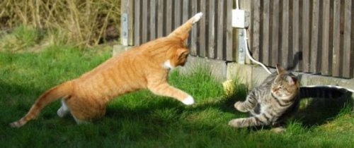 ������� �����