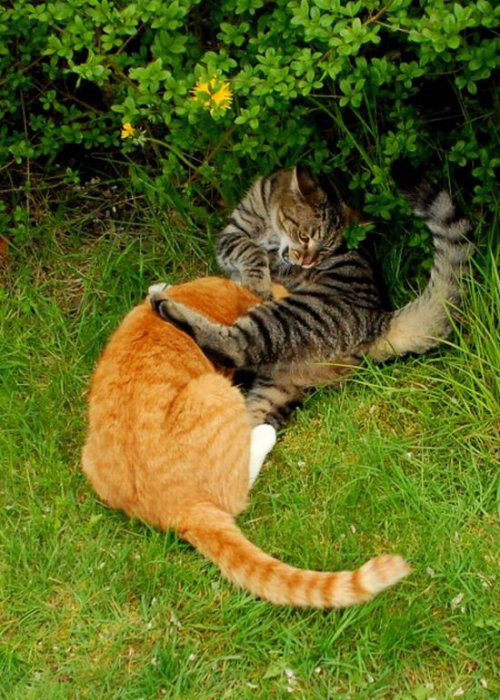 ������� �����