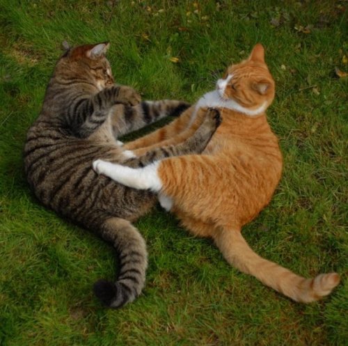 ������� �����