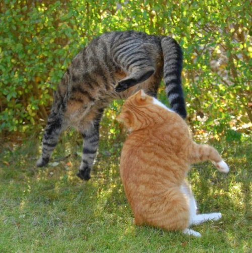 ������� �����