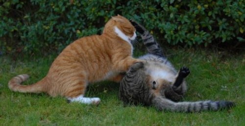 ������� �����