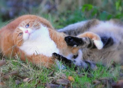 ������� �����