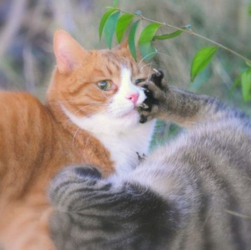 ������� �����