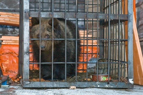 Медвежонок-детдомовец Медвежонок-детдомовец