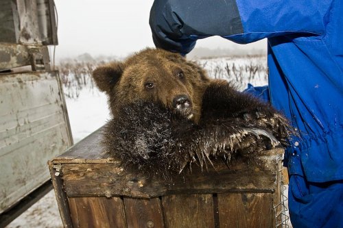 Медвежонок-детдомовец Медвежонок-детдомовец