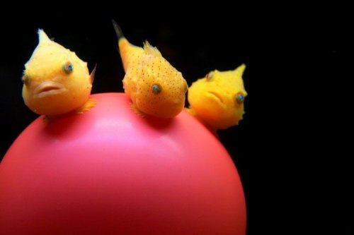 ������ ���� 2008