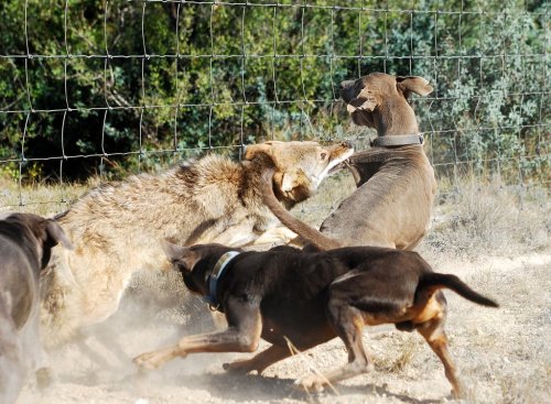 ���� ������ �������