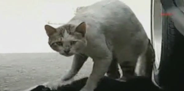 ������� ������