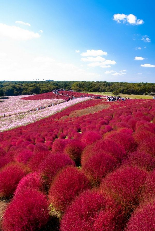 ������ �������