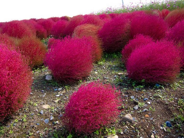 ������ �������