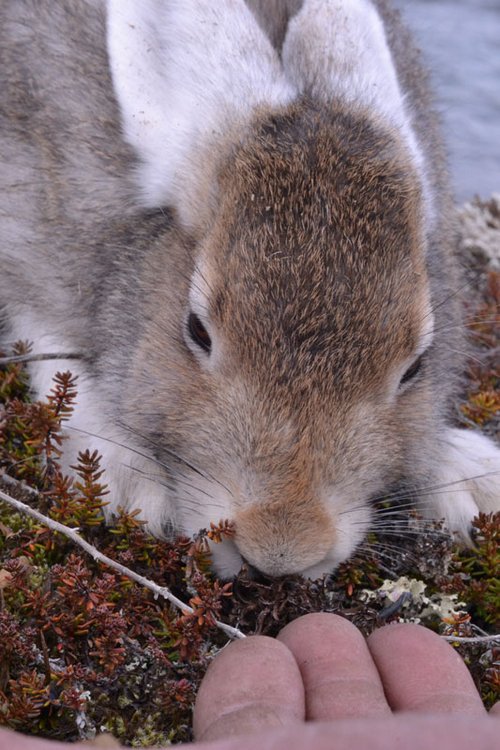 ��������� �����