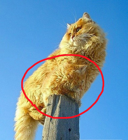 картинки рыжие коты смешные онлайн картинки рыжие коты смешные