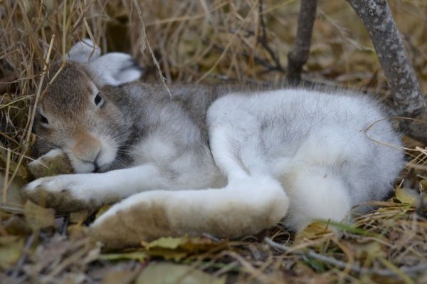 ��������� �����