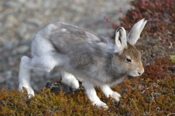 ��������� �����