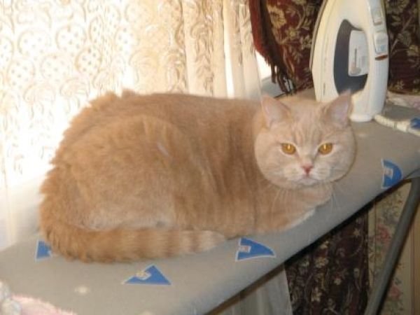 ���-��������