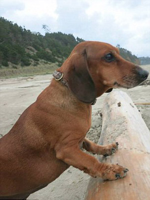 ���������� �����