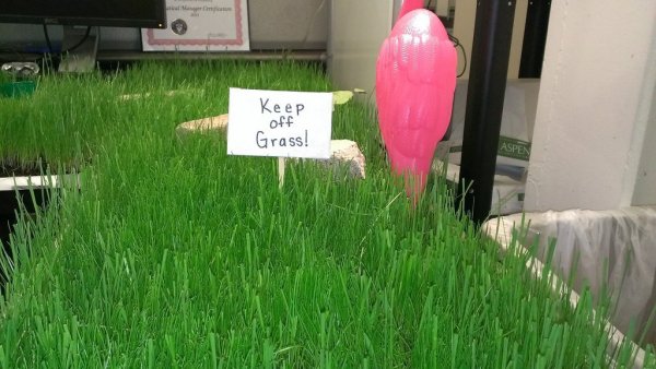 ������� ����