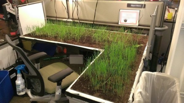 ������� ����