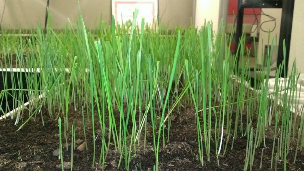 ������� ����