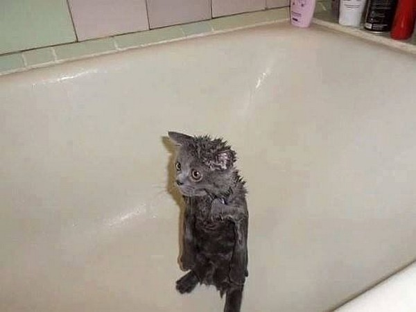 ���� ��������