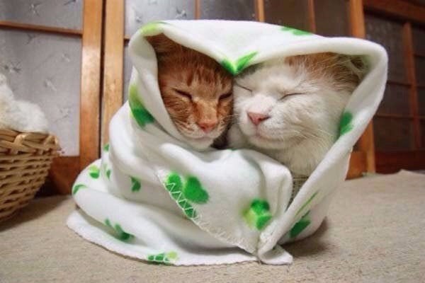 ���� ��������