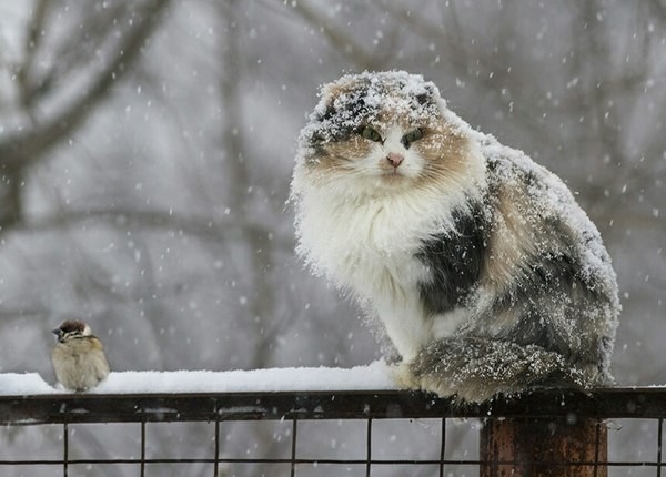 ���� ��������