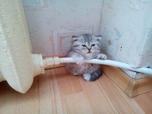 ���� ��������