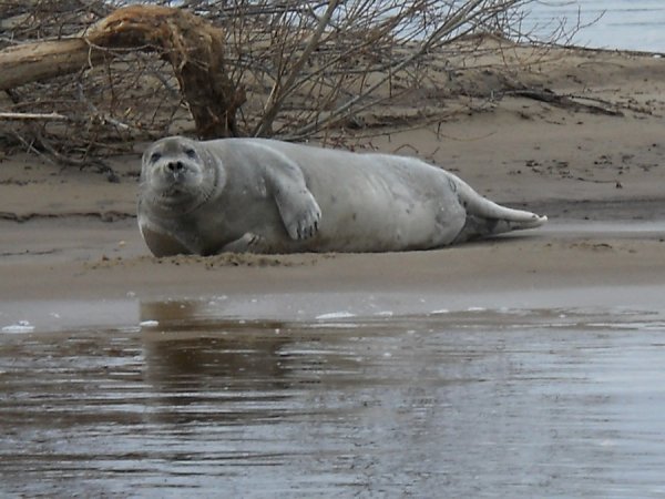 ������ �����