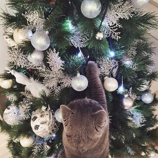 ������ �����