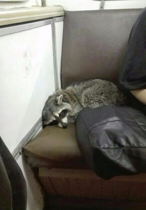 ������ �����