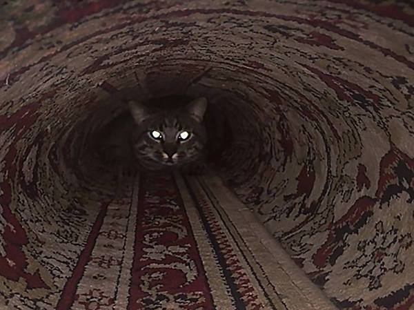 ������ �����