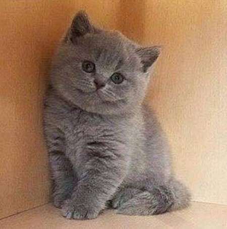 ������ �����