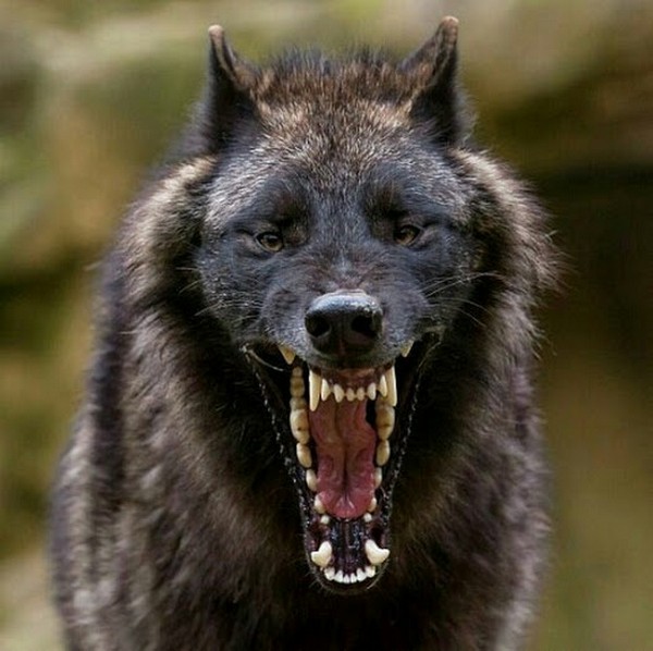 ���� ��������