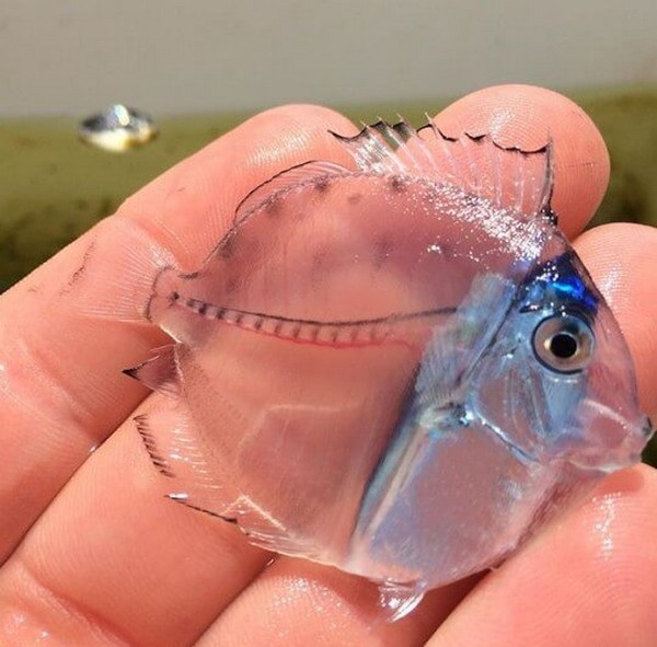 ���� ��������