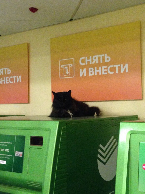 ���� ������