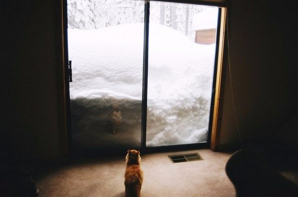 ���� ������